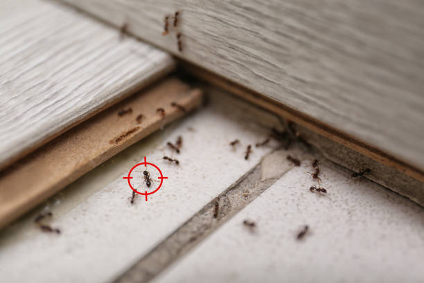 Pest Control for Restaurants in Saxon, SC
