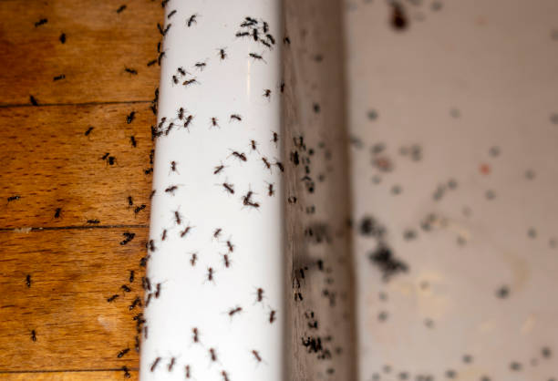Best Cockroach Control Services  in Saxon, SC