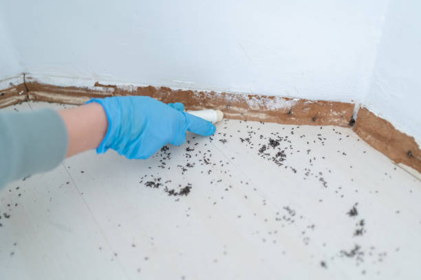Best Best Pest Control Companies  in Saxon, SC